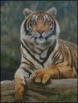 Bengal Tiger (image for) Bengal Tiger